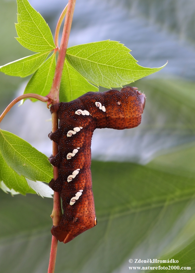 , Eumorpha achemon (Butterflies, Lepidoptera)